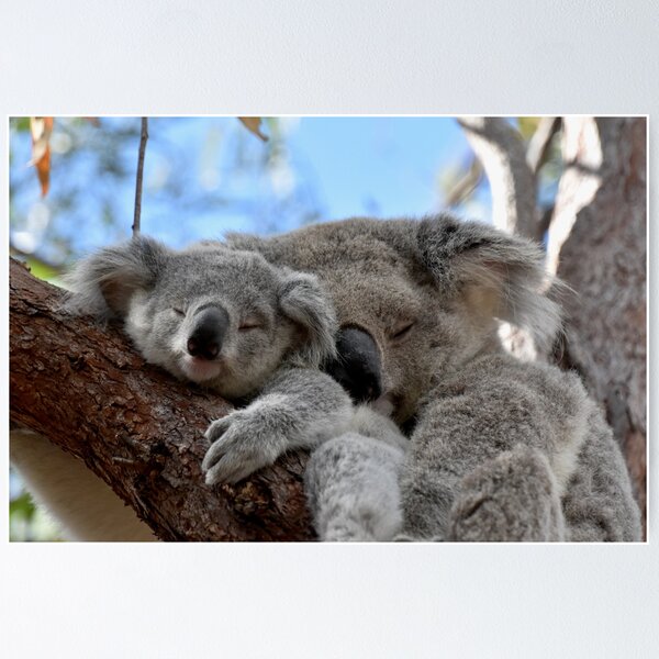 Poster Koala câlins bébé 