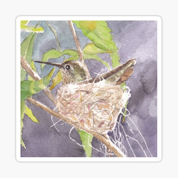 Nesting Hummingbird, Sonoran Desert Sticker