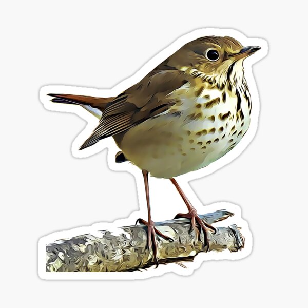 Item preview, Hermit Thrush designed and sold by KxNation.