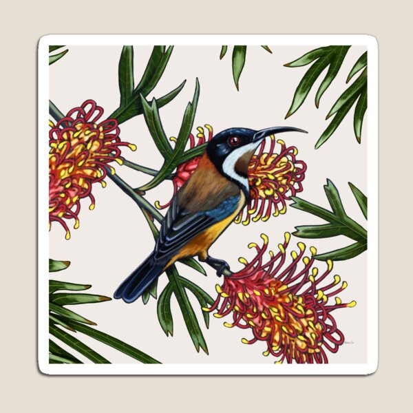Eastern Spinebill in Grevillea #2 by Australian artist Laural Retz Magnet