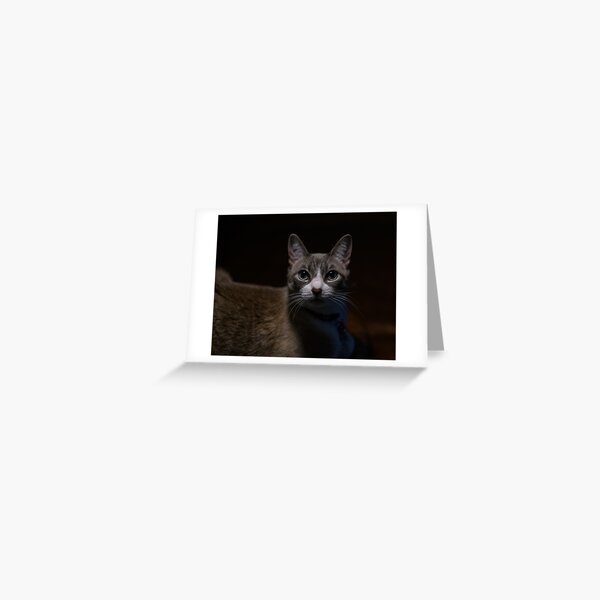 Bright Eyed Cat Greeting Card