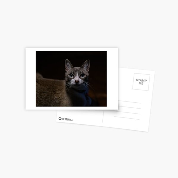 Bright Eyed Cat Postcard