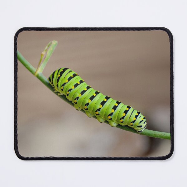 Item preview, I'm Going To Be An Eastern Black Swallowtail Butterfly When I Grow Up designed and sold by Lanis Rossi.