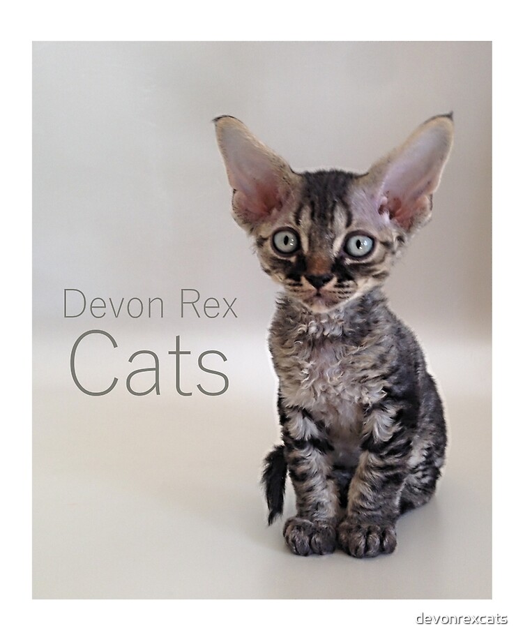 Devon Rex Katze Katzchen 000 Ipad Hulle Skin Von Devonrexcats Redbubble