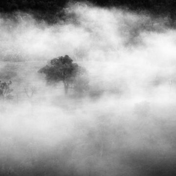Artwork thumbnail, Trees In Fog by Adrian Alford Photography