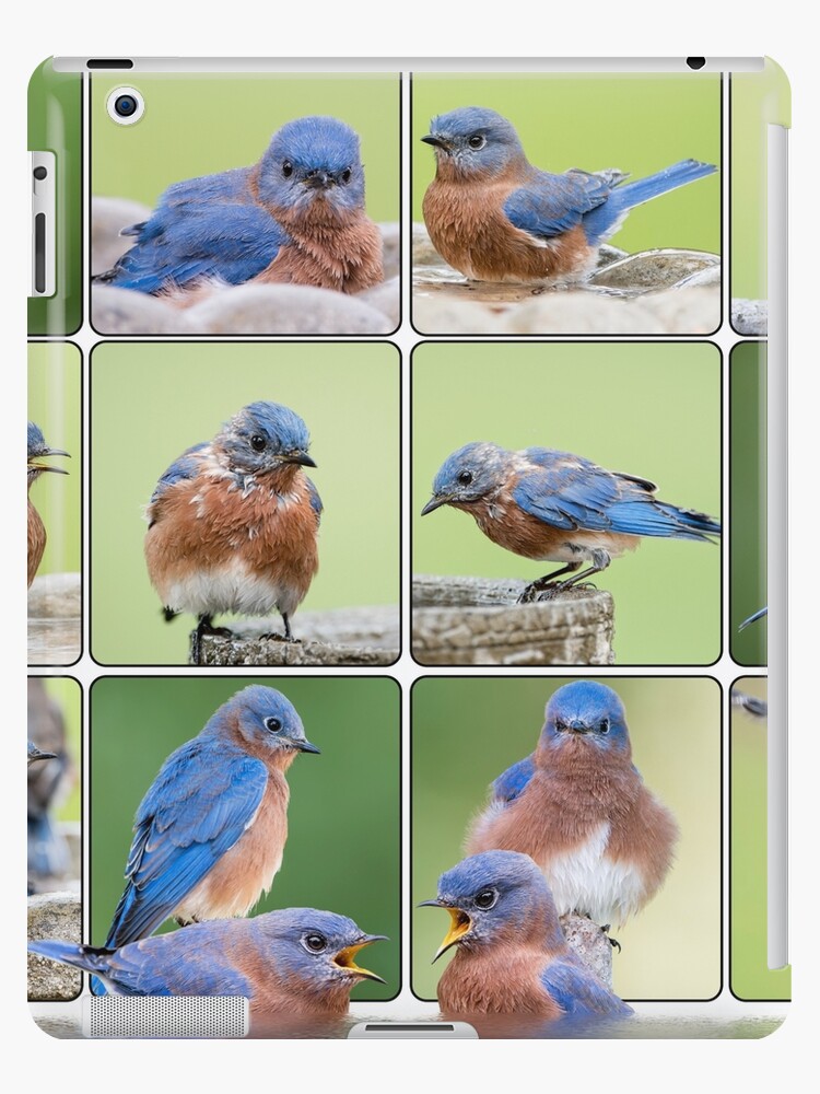 Bluebirds Get Their Feathers Ruffled - Good Stuff