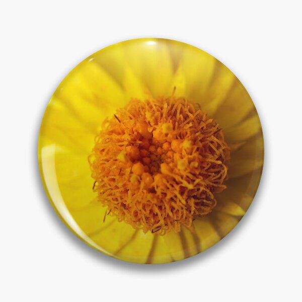 Item preview, Strawflower close-up designed and sold by Jouko Lehto Photography.