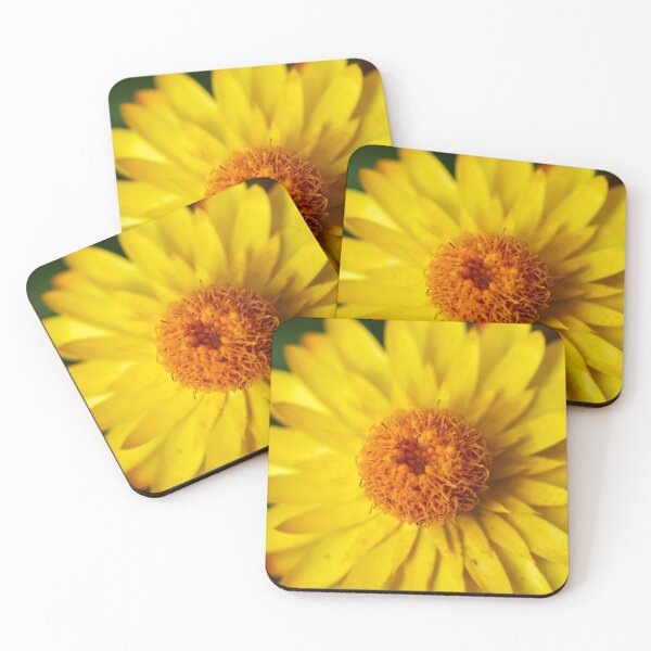 Item preview, Strawflower close-up designed and sold by Jouko Lehto Photography.