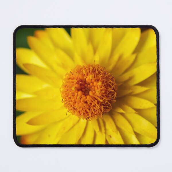 Item preview, Strawflower close-up designed and sold by Jouko Lehto Photography.