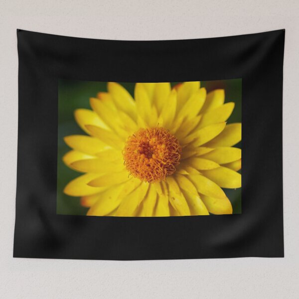 Item preview, Strawflower close-up designed and sold by Jouko Lehto Photography.