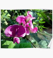 Love those Sweet Peas Poster