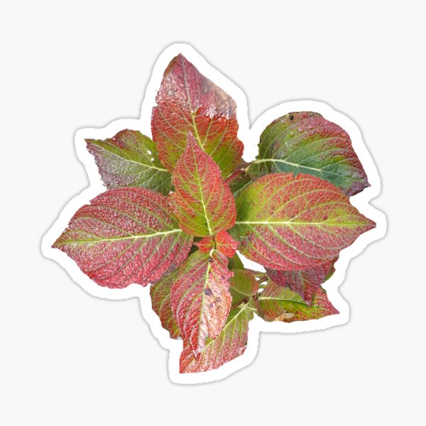 Item preview, Red leaves designed and sold by Robert Elfferich.