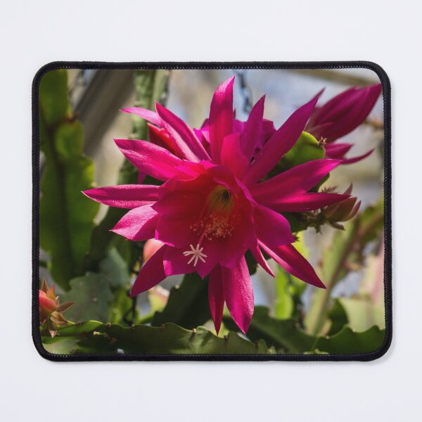 Item preview, Vivacious Christmas Cactus Bloom designed and sold by Georgia Mizuleva.