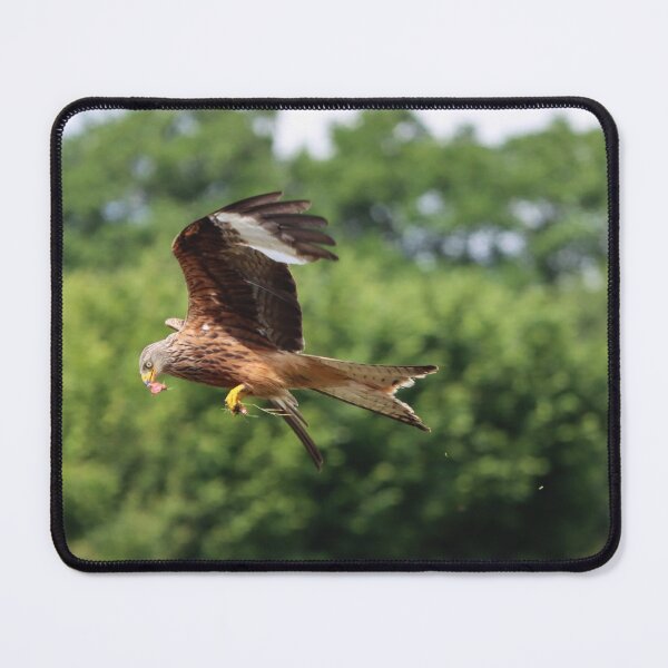 Item preview, Red kite feeding on the wing designed and sold by GreyFeatherPhot.