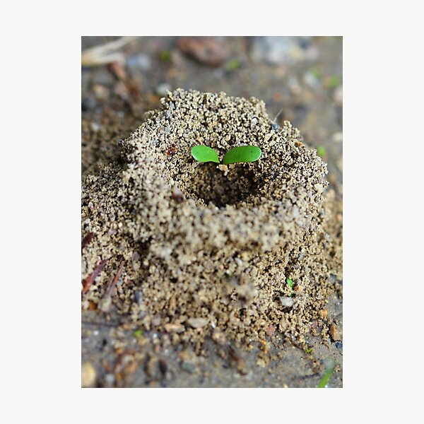 Wandbilder Ameisenhaufen Redbubble Wandbilder Ameisenhaufen Redbubble