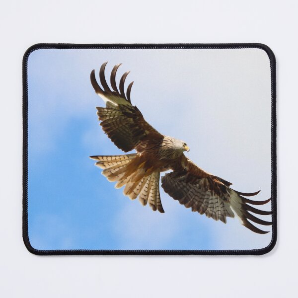 Item preview, Red kite with wings spread designed and sold by GreyFeatherPhot.