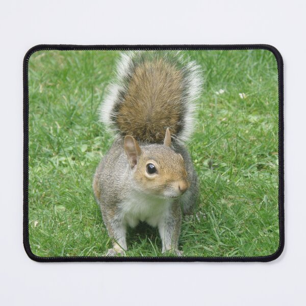 Item preview, Squirrel with its tail up Photograph designed and sold by naturegallery.