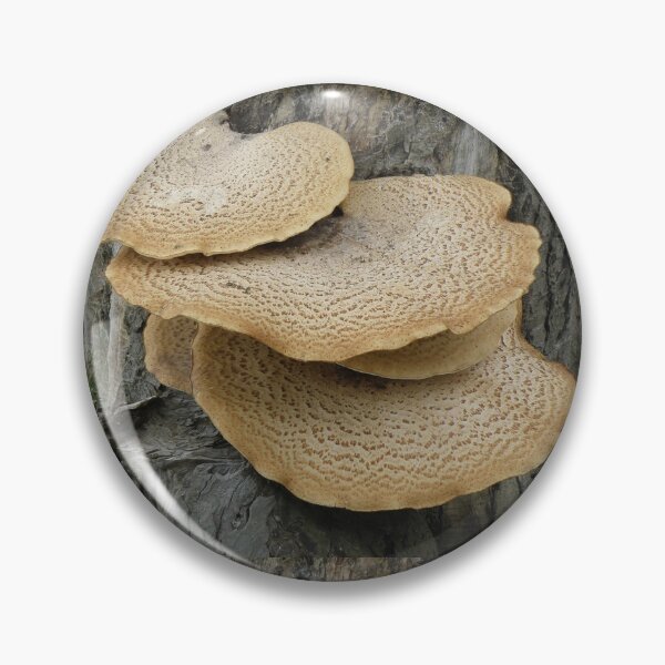 Item preview, Dryads Saddle Fungus on a Tree Trunk Photograph designed and sold by naturegallery.