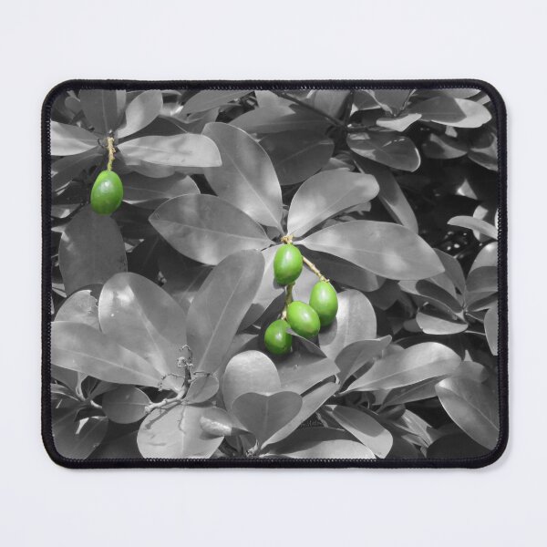 Item preview, Macadamia nuts on black and white background designed and sold by AHELENE.