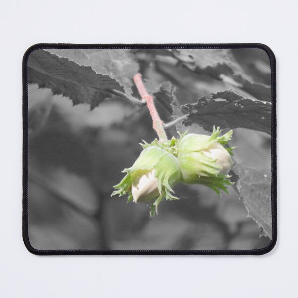 Item preview, Hazelnuts on black and white background designed and sold by AHELENE.