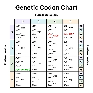 Artwork thumbnail, Genetic Codon Chart by labstud