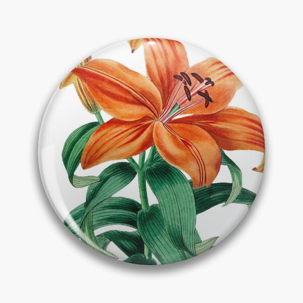 Item preview, Thunberg's orange lily from Edwards’s Botanical Register (1829-1847) by Sydenham Edwards, John Lindley, and James Ridgway designed and sold by txiga.