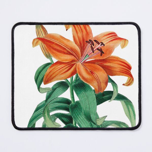 Item preview, Thunberg's orange lily from Edwards’s Botanical Register (1829-1847) by Sydenham Edwards, John Lindley, and James Ridgway designed and sold by txiga.