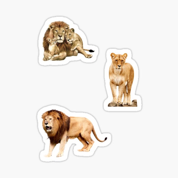 Photographed Lion Family Sticker