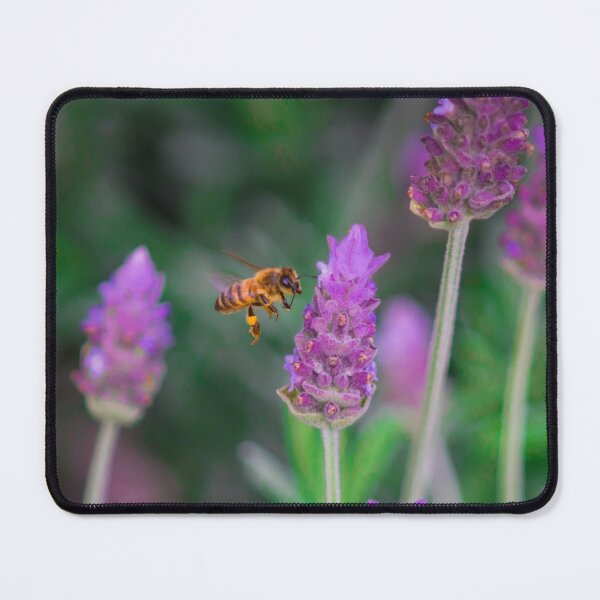 Item preview, Flying Bee Bee Collecting Bright Purple Lavender Pollen With Bees designed and sold by Jason Gilbert.