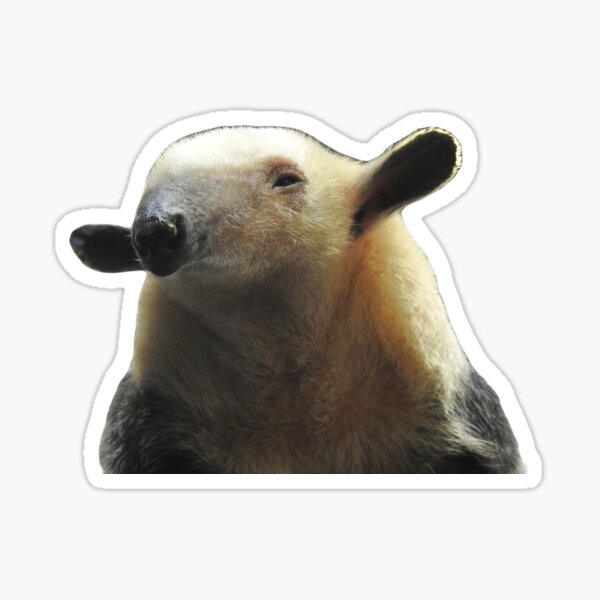 Tamandua cartoon illustration Sticker for Sale by Misscartoon