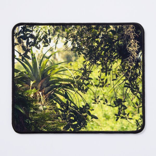 Item preview, Large air plant glowing in the sunshine designed and sold by TrystaLC.