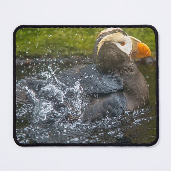 Item preview, USA. Seattle. Aquarium. Tufted Puffin. designed and sold by vadim19.