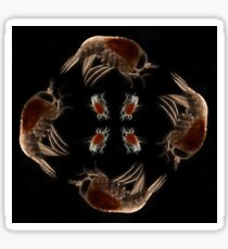 Amphipod Kaleidoscope Design Sticker