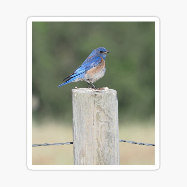 Male Western Bluebird Sticker