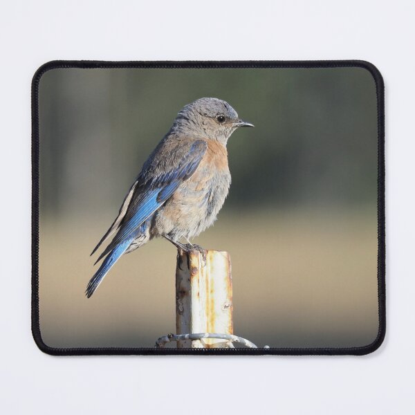 Female Western Bluebird Mouse Pad
