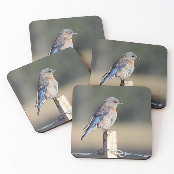 Artikelvorschau, Weibliche Western Bluebird entworfen und verkauft von happynaturalist.