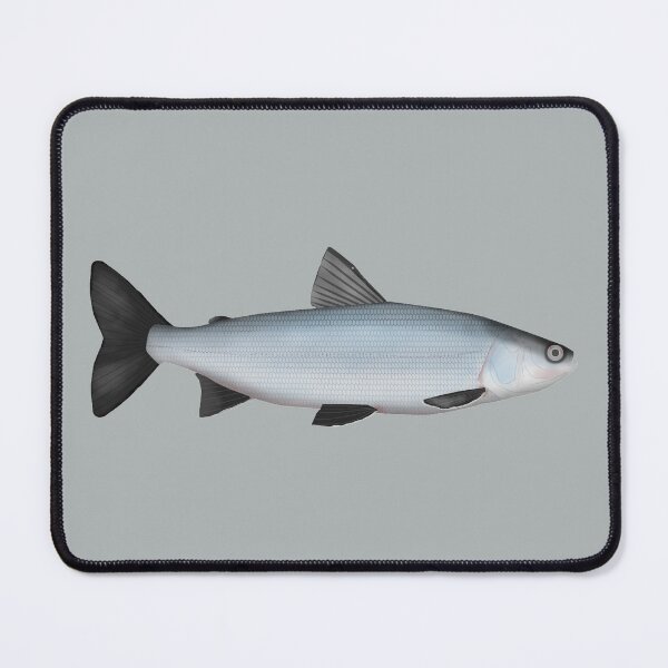 Item preview, Sardine Cisco designed and sold by fishfolkart.