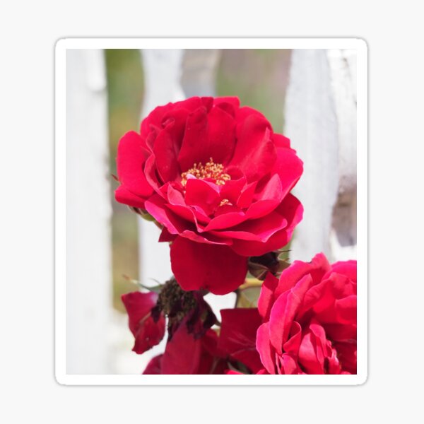 Red Rose and White Fence Sticker
