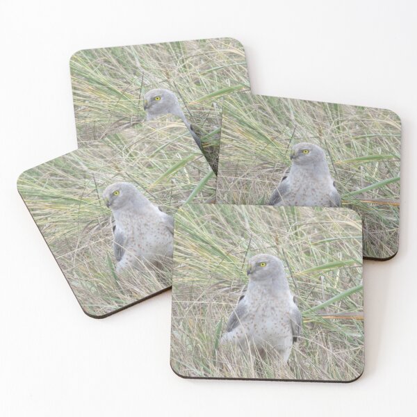 Item preview, Male Northern Harrier Hawk designed and sold by happynaturalist.