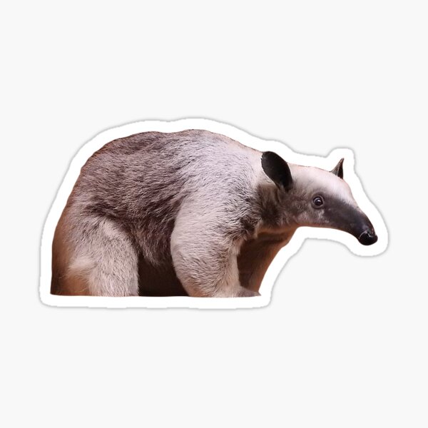 Flavvore Tamandua Pose | Sticker