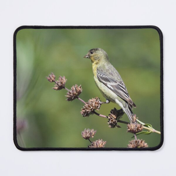 Item preview, Lesser Goldfinch designed and sold by happynaturalist.