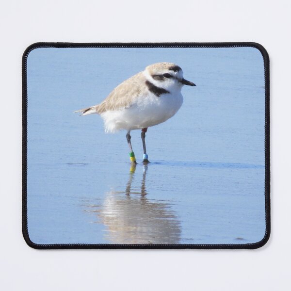 Item preview, Snowy Plover designed and sold by happynaturalist.