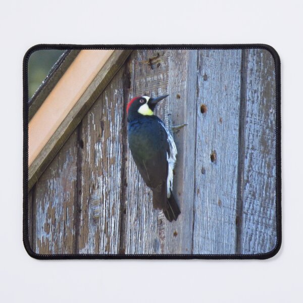 Item preview, Acorn Woodpecker on Weathered Wood  designed and sold by happynaturalist.