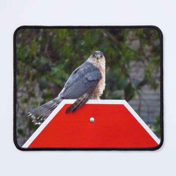 Item preview, Sharp Shinned Hawk on a Stop Sign designed and sold by happynaturalist.