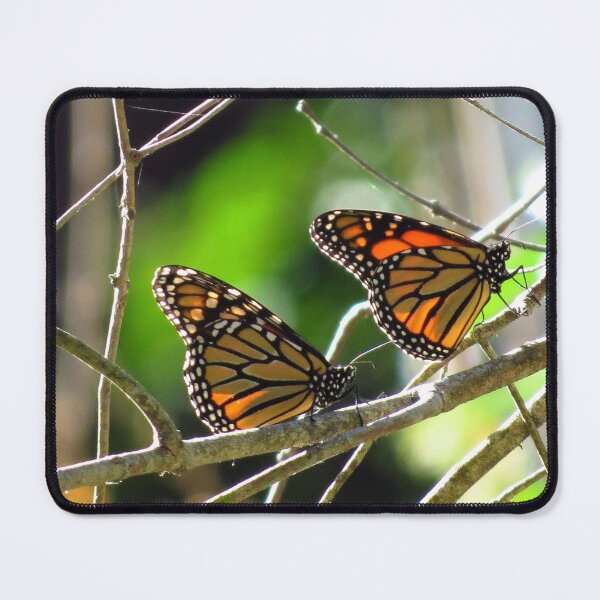 Monarch Butterflies Close Up, Santa Cruz, CA Mouse Pad