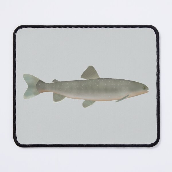 Item preview, Ammersee Char designed and sold by fishfolkart.