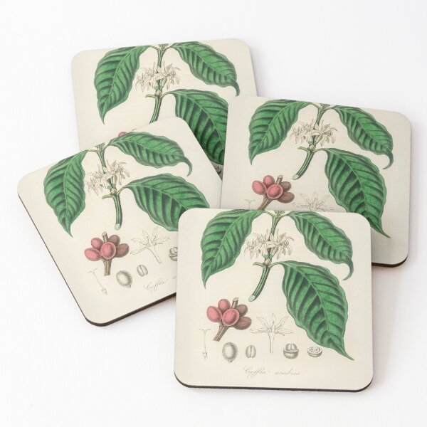 Item preview, Arabica Coffee Bean Illustration and Identification designed and sold by Maple Design Studio.