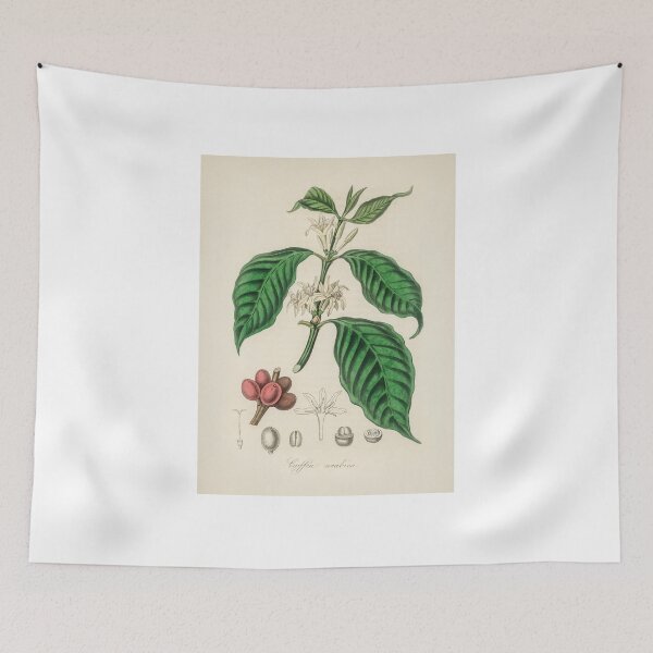 Item preview, Arabica Coffee Bean Illustration and Identification designed and sold by Maple Design Studio.