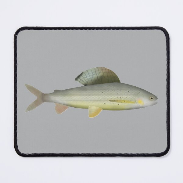 Item preview, Baikal White Grayling designed and sold by fishfolkart.