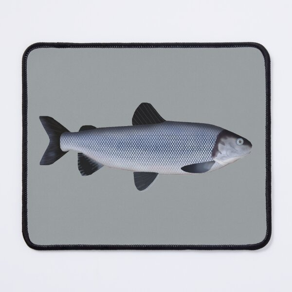 Item preview, Broad Whitefish designed and sold by fishfolkart.